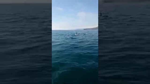 Водный патруль вмешался . Рыбалка смотреть онлайн