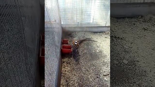 Фазаны и павлины 2018 смотреть онлайн