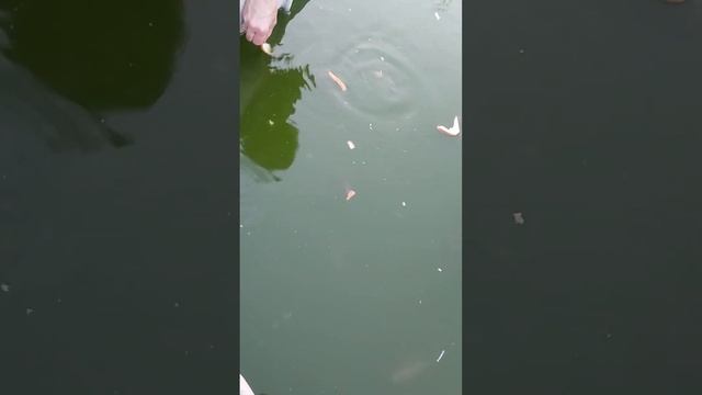 #дача #отдых #природа #водоём #пруд #карась #рыбалка #клев #карп #рыба #карп смотреть онлайн