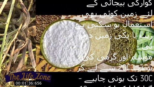 Guar Cultivation In India | Pakistan смотреть онлайн