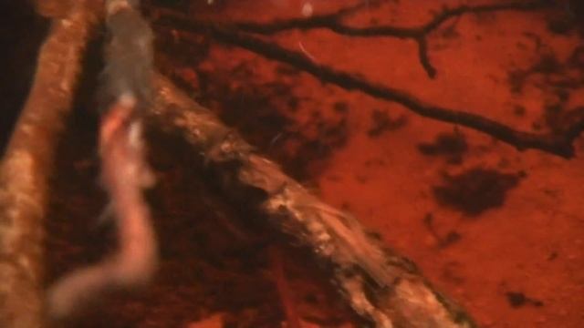 Собираем и солим черные грузди смотреть онлайн