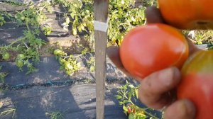 Сорт томата Алтаечка, явно его нужно под укрытие 27,08,23