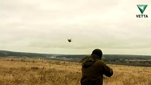 Русский охотничий спаниель смотреть онлайн