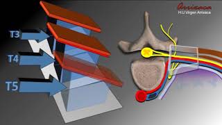 THORACIC PARAVERTEBRAL BLOCK ANATOMY AND APPROACHES
