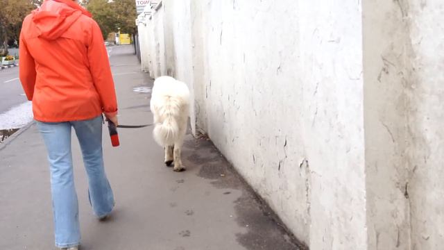 Аll-wheel drive, two-speed... DOG!!! смотреть онлайн