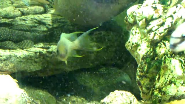 Neolamprologus splendens Kiku green face 2 смотреть онлайн