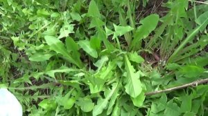 маринованные почки одуванчиков/ очень быстро и вкусно