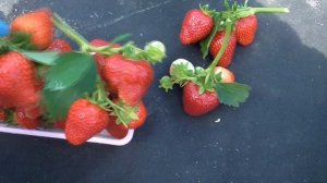 САНДРА -  одна из нашумевших новинок 20 года.  / мини-питомник КЛУБНИКА-МАЛИНА.