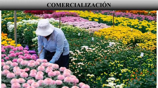 Cultivo de Aster, características y funcionalidad смотреть онлайн