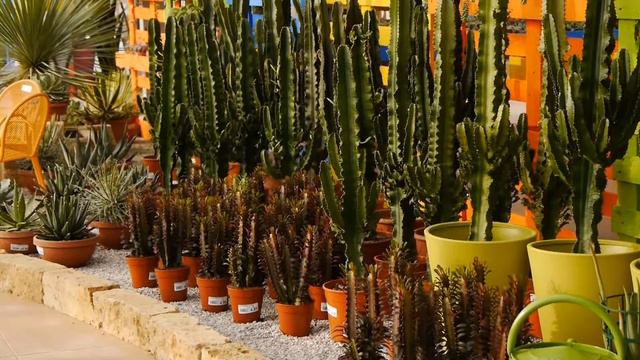 Mostra delle Piante Grasse Bardin Garden Center смотреть онлайн