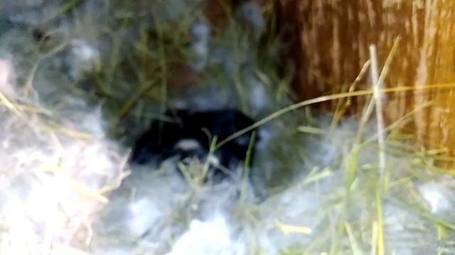 осматривать ли маточник?можно ли трогать крольчат? Rabbit. village life смотреть онлайн