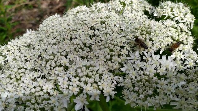 пчёлы на борщевике смотреть онлайн
