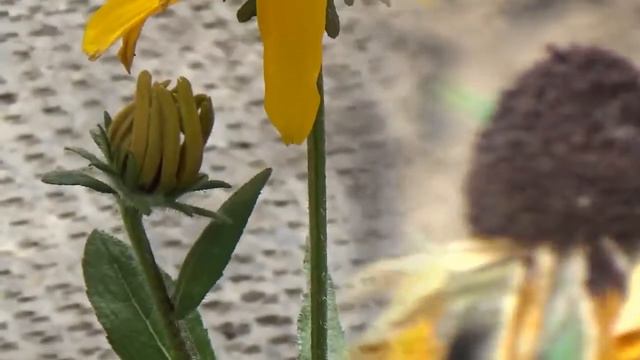 Beethoven, Violin Romance, Autumn flowers and cats смотреть онлайн
