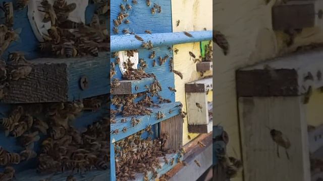 ЧУДО ПЧЕЛКИ !!! смотреть онлайн