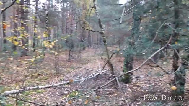 Сбор грибов.БОЛЬШАЯ ПОЛЯНА ПОЛЬСКИХ ГРИБОВ от 22.10.2017. смотреть онлайн