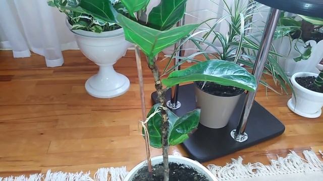 Комнатные растения . Комнатные цветы в интерьере гостиной. смотреть онлайн