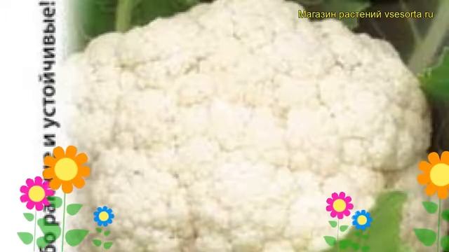Капуста цветная Снежная королева F1. Краткий обзор, описание характеристик brássica olerácea смотреть онлайн