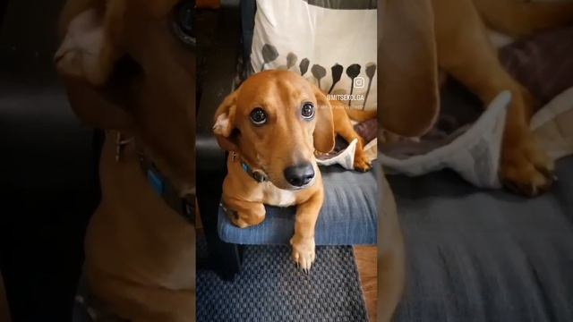 Такса лучшая собака