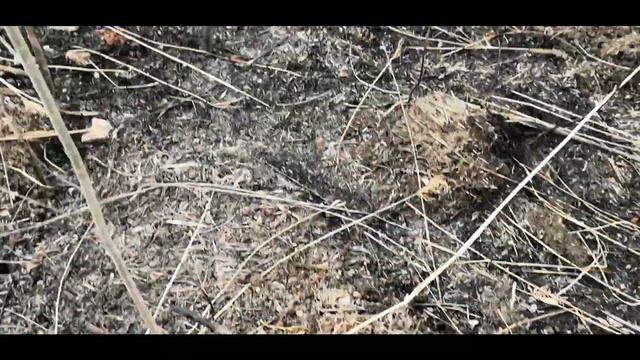 Коп в черте города