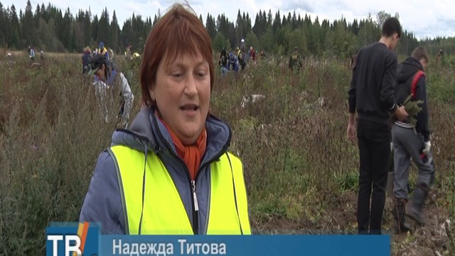 Новый лес из молодых саженцев елок появился вблизи деревни Бурмакино смотреть онлайн