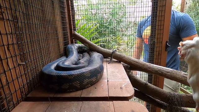 BUTTERCUPdate! Feeding my Pythons & Slinky! смотреть онлайн