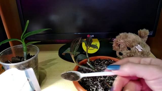 Микориза для орхидей смотреть онлайн