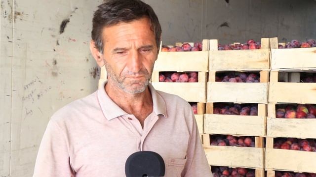 Сбор сливы в Магарамкентском районе.