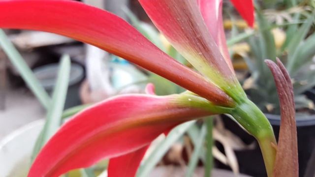 SPREKELIA FORMOSSISIMA FLOR DE LIS смотреть онлайн