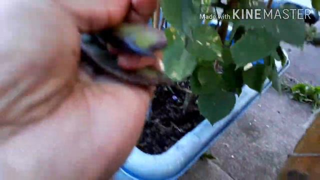 Garden Harvest - Beautiful Hyacinth Beans with garden tips and tricks смотреть онлайн