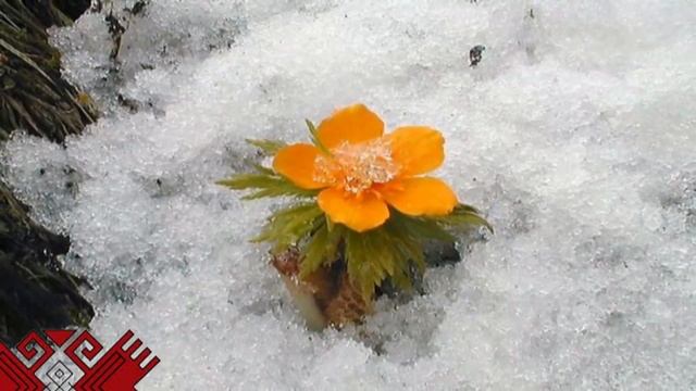 «Кӱдыроҥгыр» Эвика мура смотреть онлайн