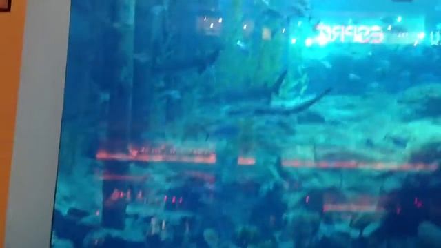 "DubaiMall" акулы в аквариуме смотреть онлайн