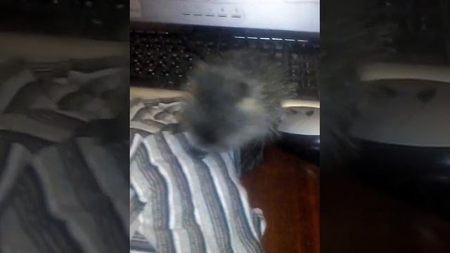 Маленькая нутрия смотреть онлайн