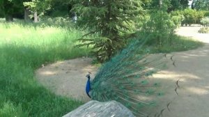 Презентация птиц для детей