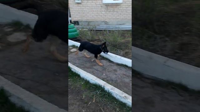 Немецкая овчарка 4 мес. Кай(архив) смотреть онлайн