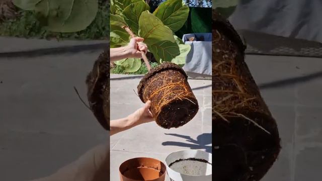 Repotting Fiddle Leaf Fig (Ficus Lyrata) смотреть онлайн