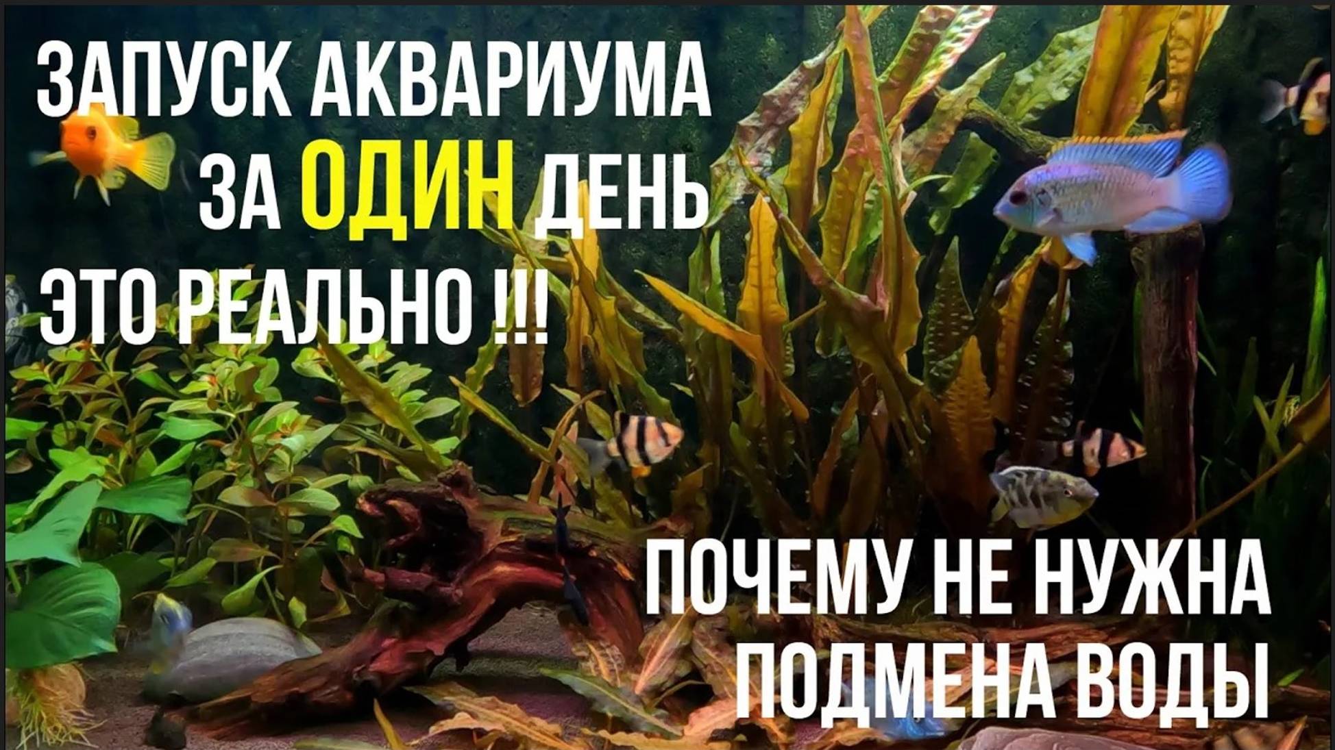 Как БЫСТРО ЗАПУСТИТЬ АКВАРИУМ, Без Вреда для Рыбок и Дополнительных Финансовых Трат смотреть онлайн