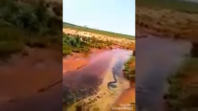 Огромная змея в Узбекистане