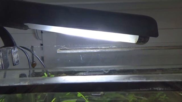 В мире коридорасов.(Corydoras)