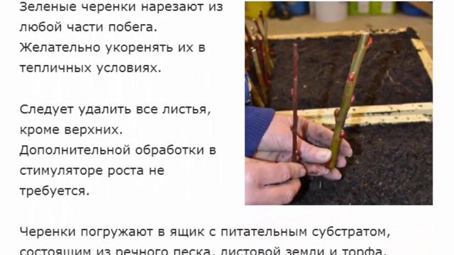 Сорта кольквиции с фото и правила выращивания в открытом грунте