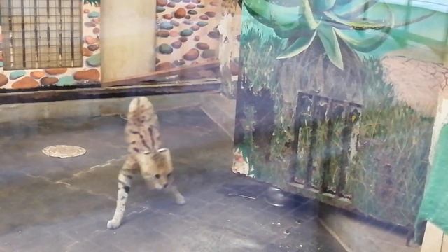 ШОКИРУЮЩАЯ  НОВОСТЬ. Камышовый кот погиб из-за любви. Вот, как это получилось