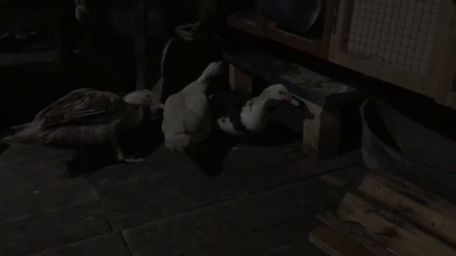 Индоутки , самые крутые птицы ! смотреть онлайн