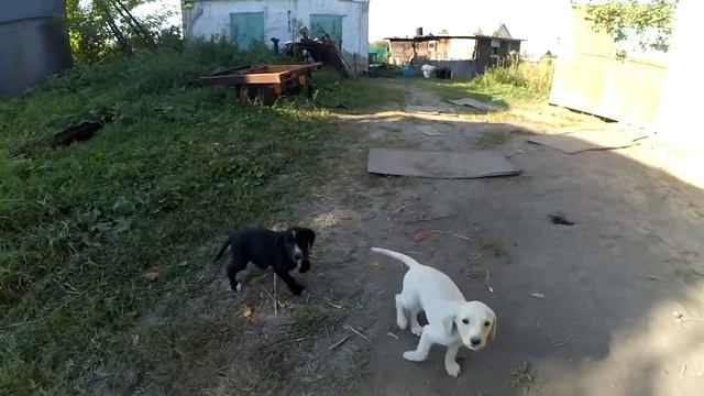 Прикольные щенки. Дачные хроники-3 смотреть онлайн