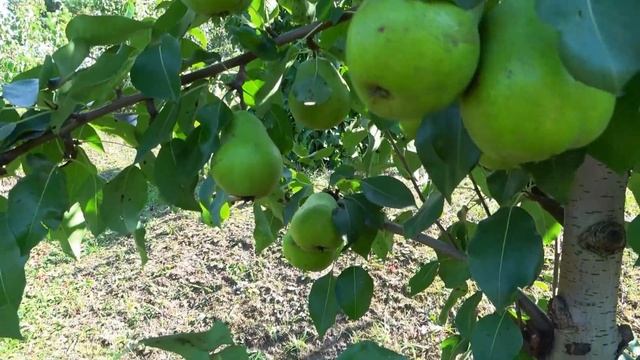 Старинный бельгийский сорт груши БЕРЕ НАПОЛЕОН /с очень сочными вкусными плодами смотреть онлайн