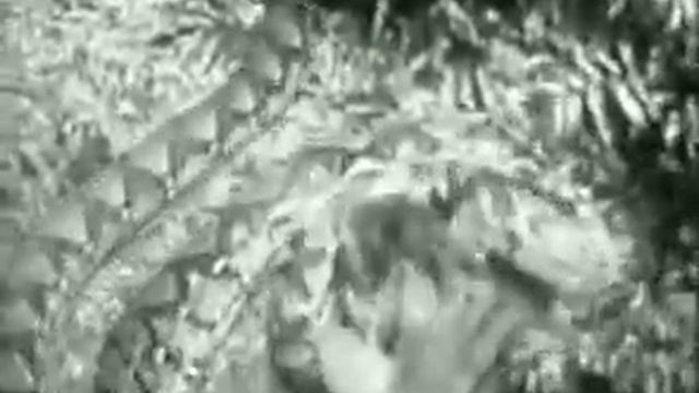 tiger vs python смотреть онлайн
