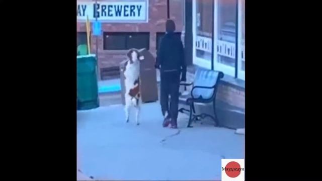 Чудные собаки. Приколы 2020 юмор для всех. Funny animal video. смотреть онлайн