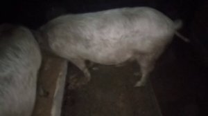 Как понять что свинья супоросная#признаки супоросной свиньи#способы узнать что свинья супоросная
