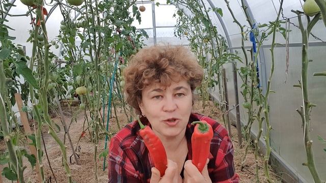 Крупноплодный перец Алкмар, Игало, Латинос, Какаду. (теплица 29 сентября 2020г.) смотреть онлайн