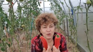 Крупноплодный перец Алкмар, Игало, Латинос, Какаду.  (теплица 29 сентября 2020г.)
