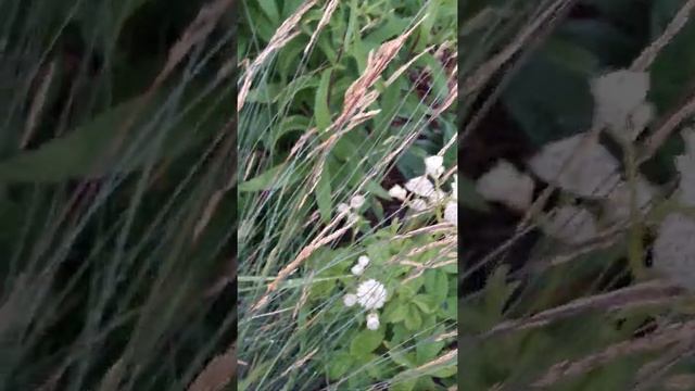 астранция Шегги смотреть онлайн