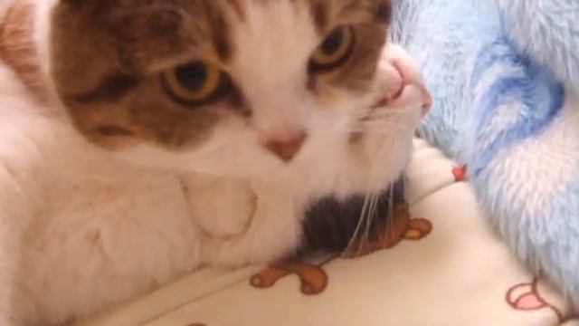 Scottish Fold　and   Munchkin